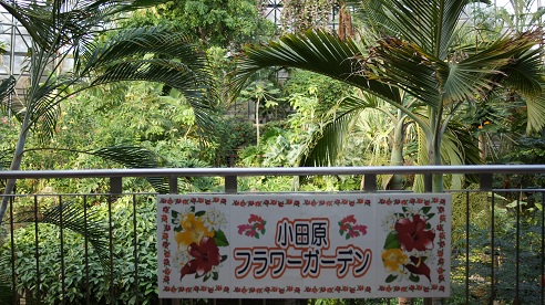 flower_garden1.JPG